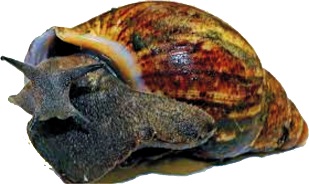 SNAIL FARMERS CALL FOR INCREASED YOUTH PARTICIPATION